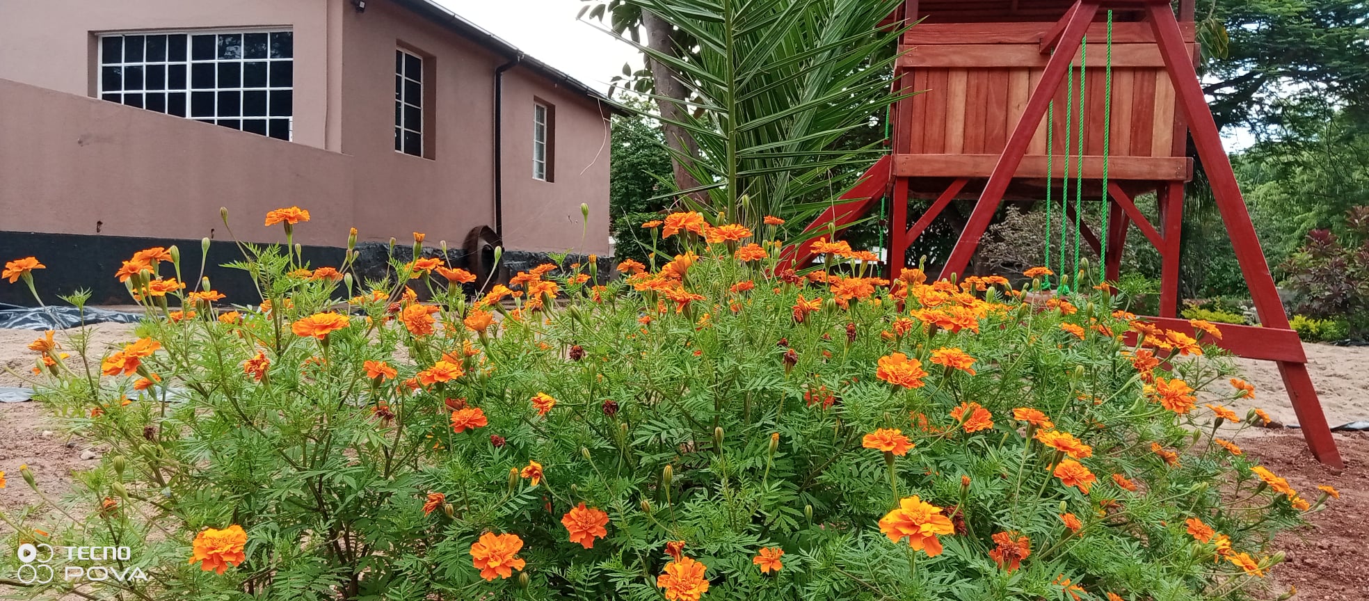 Marigold garden